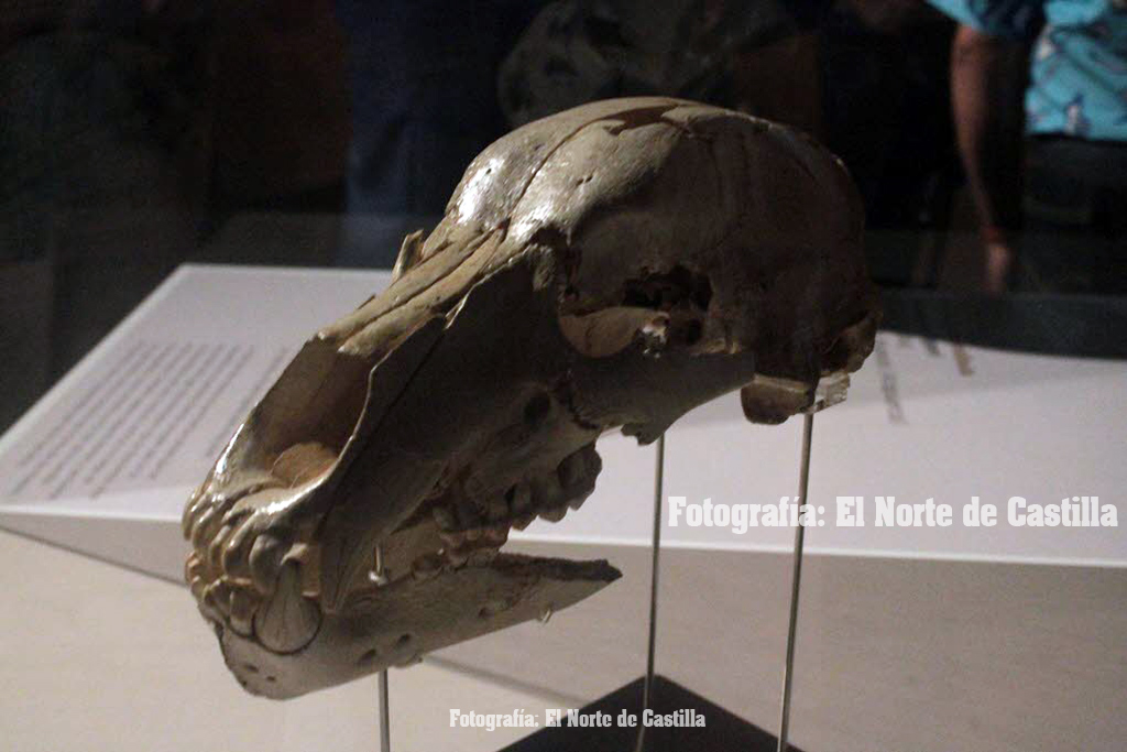 Exposición en el Museo de la Evolución Humana