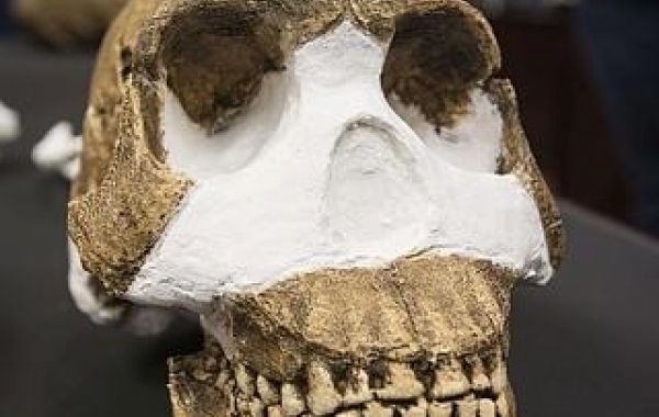 Homo Naledi