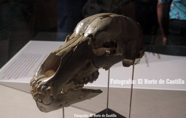 Exposición en el Museo de la Evolución Humana