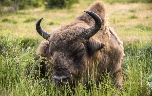 Bisonte en el entorno de Paleolitico Vivo